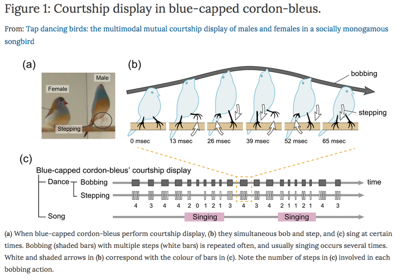 Illustration for article titled Slow Motion Video Reveals the Rapid-Fire Dance of Courting Songbirds